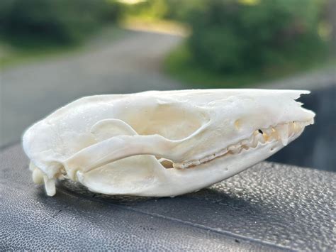 Gray Four-Eyed Opossum Skull #00468 - Craniates Curiosites: Oddity ...