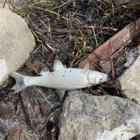 ᐅ Joes Valley Reservoir fishing reports🎣• Price, UT (United States) fishing