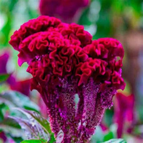 Flower Seeds | Minis Lifestyle Hub – Mini's Lifestyle Store