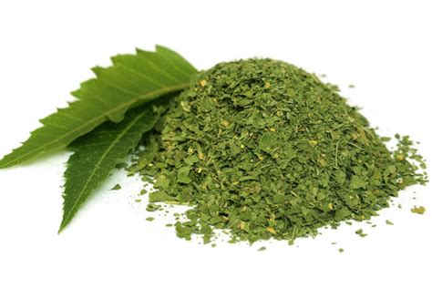 6 Reasons Why Neem Is A Treasure Chest Of Natural Cures – Joybynature.com