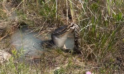 Everglades Python vs Alligator 的图像结果