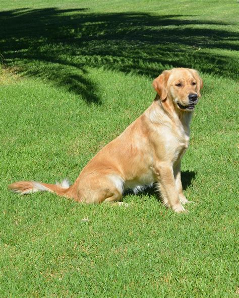 Golden Retriever Female - Balldale - PetsForHomes