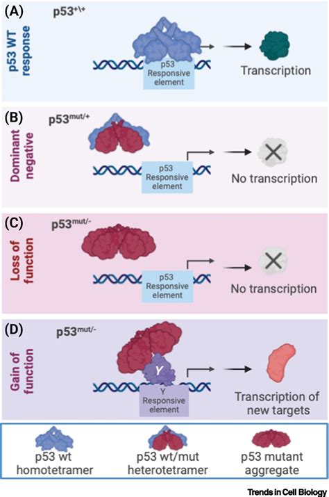 Deciphering the significance of p53 mutant proteins: Trends in Cell Biology
