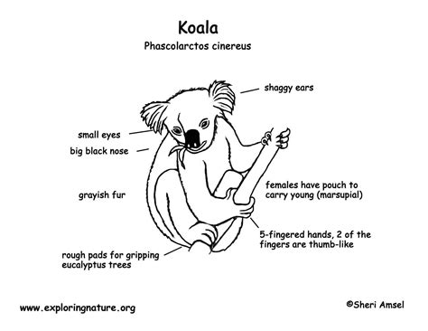 Where Is A Koala's Pouch Located at Joann Lucretia blog