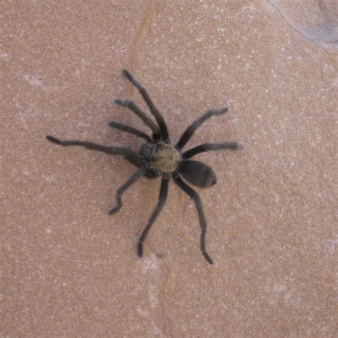 Las Vegas Desert Spiders