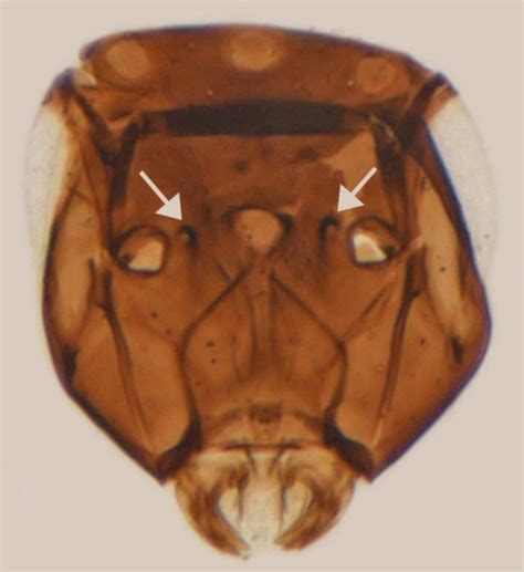 Himopolynema Taguchi