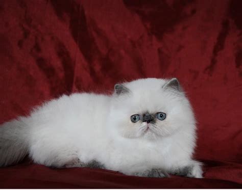 BKH Colourpoint Babys ab sofort abzugeben in Saurlach | Tiere ...