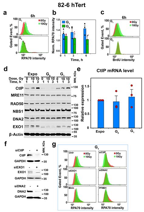 Low CDK Activity and Enhanced Degradation by APC/CCDH1 Abolishes CtIP ...