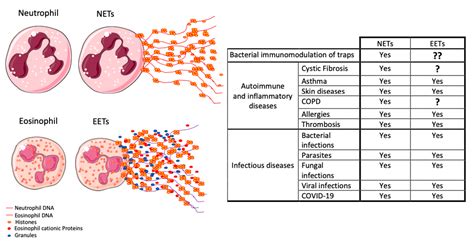 Eosinophils Vs Neutrophils