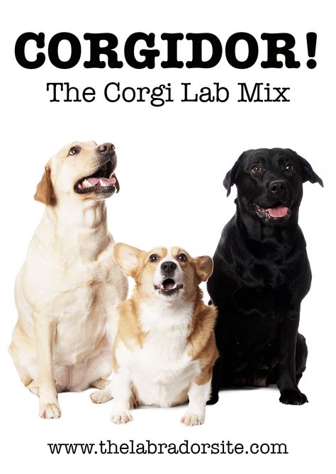Corgi Lab Mix - Una guida completa per il Corgidor! | Chad Wilken's