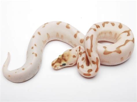 Image result for Lesser Spider Ball Python