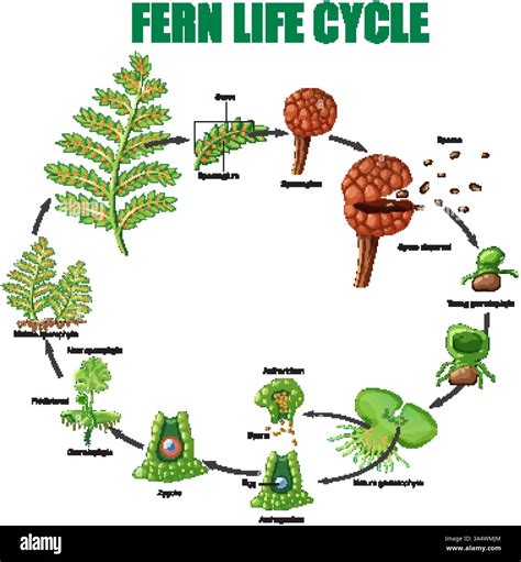 Image result for Fern Reproduction Cycle