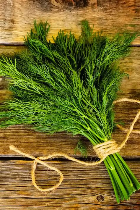 How To Harvest Dill Without Killing The Plant | Boreal Bloom Homestead
