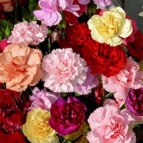 Carnation Mixed Color Hybrid Flower Seeds For All Season : Amazon.in ...