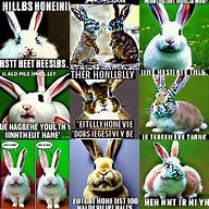 Image result for Flower Bunny Memes