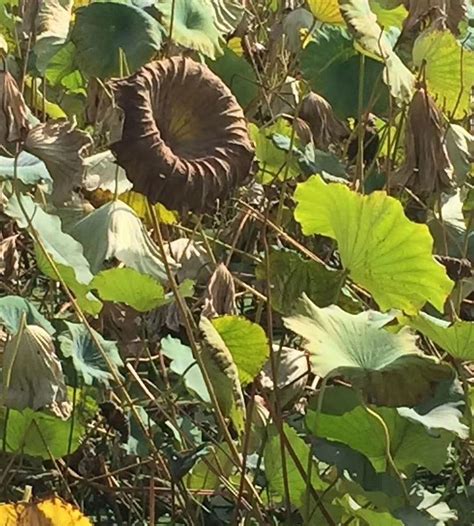 JINYIN LAKE PARK (2026) All You Need to Know BEFORE You Go (with Photos ...