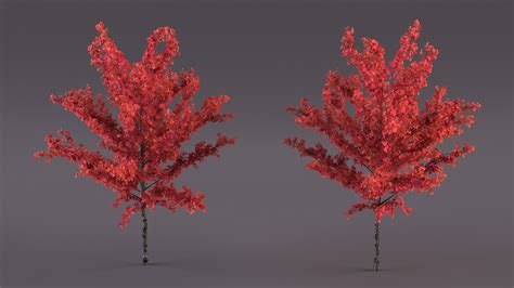 3D Autumn Young Maple Tree model | 3D Molier International