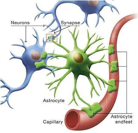 Shows astrocytes function [7]. | Download Scientific Diagram