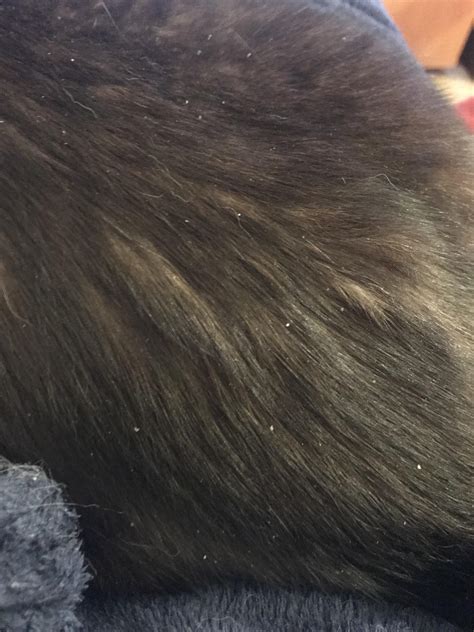 Help with dandruff? How do I get rid of it? : r/cats