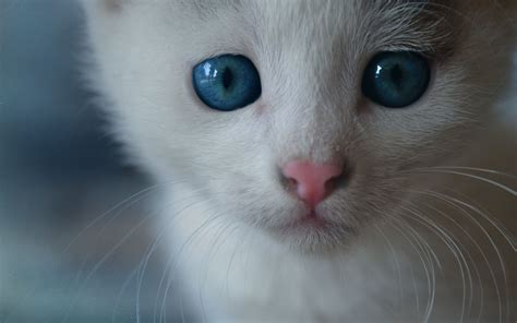 white-cat-blue-eyes.jpg 1,920×1,200 pixels | Cute animals | Pinterest ...