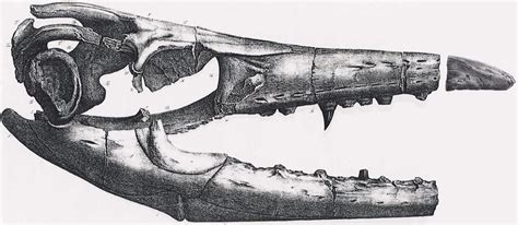 Mosasaurus | Encyclopedia MDPI