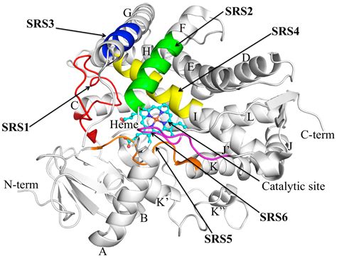 Pharmacogenomics of CYP2C9: Functional and Clinical Considerations