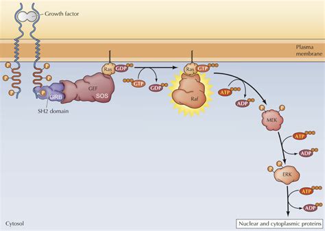 Image result for RTK Structure