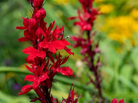 What Is A Cardinal Flower: Information About The Cardinal Wildflower Plant
