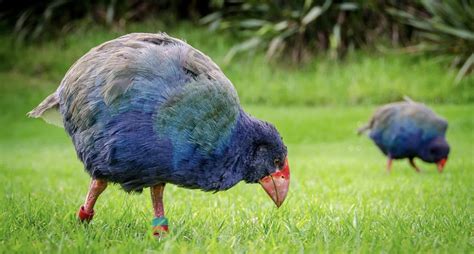 Extinct Bird Of New Zealand Crossword - prntbl.concejomunicipaldechinu ...