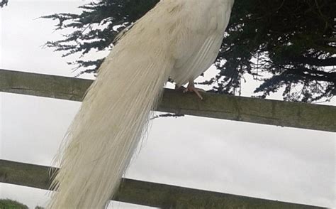 TREBELLAN PARK CAMPING AND FISHING (Cubert) - Campground Reviews ...