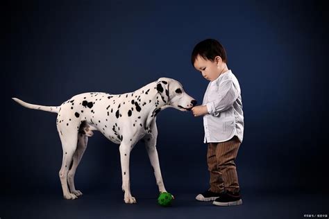 “狗”字的产生和演变过程，狗是人类最好的助手_腾讯新闻