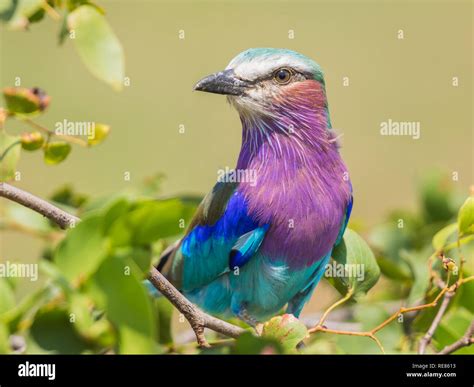 Lilac breasted roller (Coracias caudatus) perched on branch of mopani tree on african savannah ...