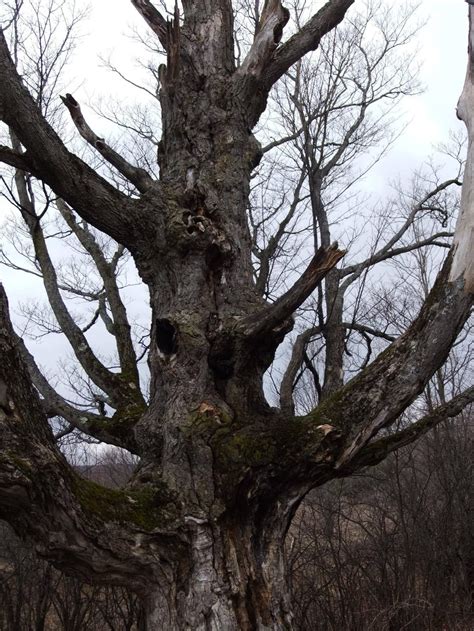 Image result for Lotr Tree Ent