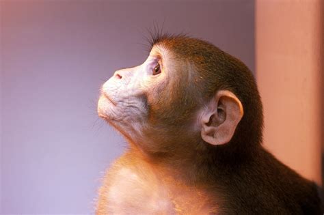重磅！世界首个克隆猴在上海诞生！--启东日报