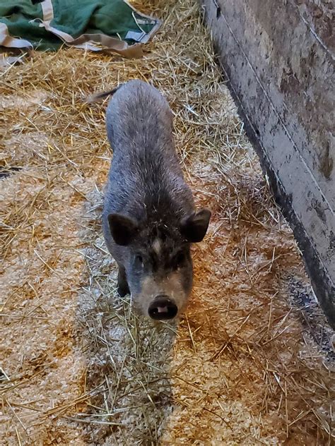 MSPCA AT NEVINS FARM - Methuen MA - Hours, Directions, Reviews - Loc8NearMe