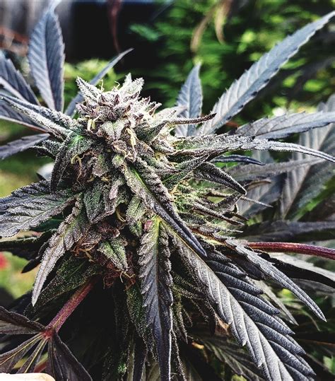 Hemp, great against rising Co2 emissions. Hemp = scientifically proven to absorb more Co2 per ...