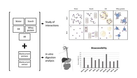 Interactions between Blackcurrant Polyphenols and Food Macronutrients ...
