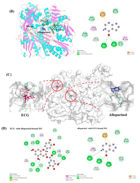 Epicatechin Gallate as Xanthine Oxidase Inhibitor: Inhibitory Kinetics ...