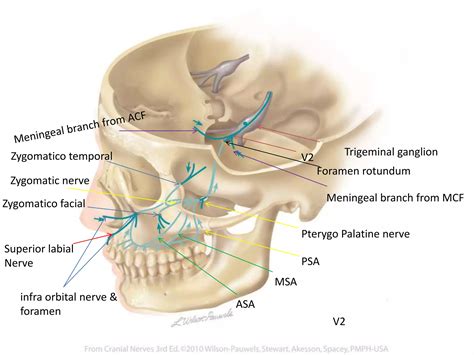 Anatomy of Trigeminal Nerve and Facial nerve | PPTX