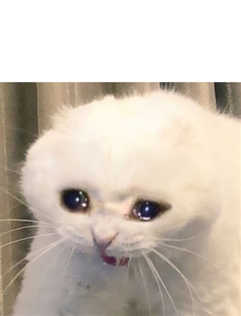 Sad Cat Memes - Imgflip