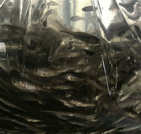 350+ Live Feeder Fish Black Tuffies/Fathead Minnows GUARANTEE ALIVE | eBay