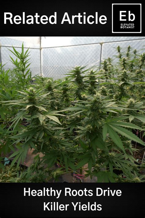 Autoflower Growing Guide 的图像结果