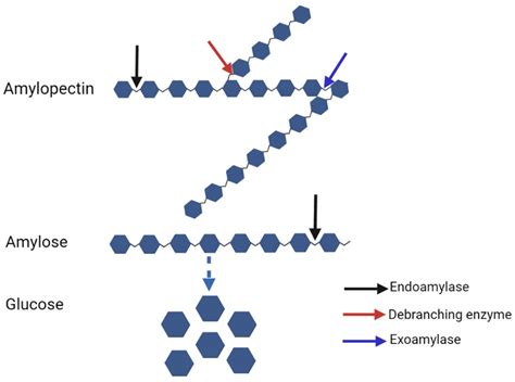 Cellulose Vs Starch