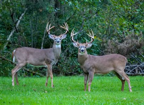 From Antlers to Migration: How Reindeer and Whitetail Deer Differ - A-Z ...