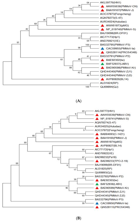 Pepper Mild Mottle Virus: An Infectious Pathogen in Pepper Production ...