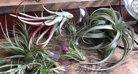How to Grow Air Plants 的图像结果