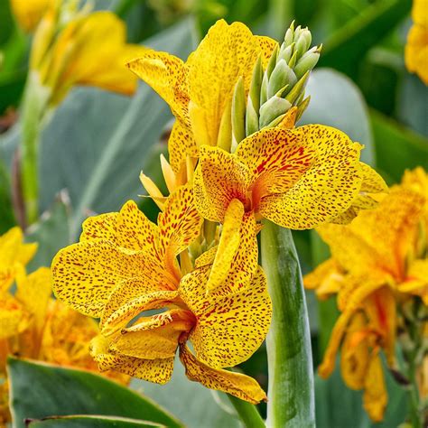 Canna Bulbs for Sale | Easy to Grow™ – Easy To Grow Bulbs