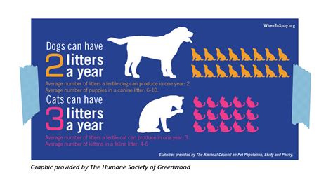 Don't Litter: The Importance of Spaying and Neutering Your Pet - Blog - PetLink - when is best time to neuter cat