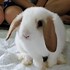 Image result for Cute Holland Lop Bunnies