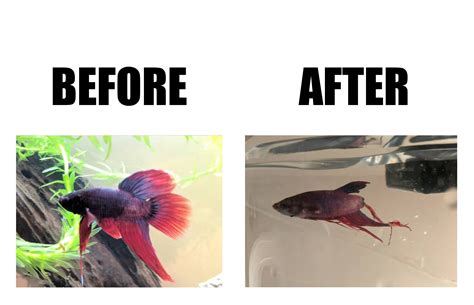 Best Fin Rot Treatment : How To Treat Fin Rot In Bettas Full Guide ...
